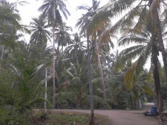 ที่ดินสมุทรสงคราม2ไร่2งานติดถนน2ด้านสวยๆราคาถูก