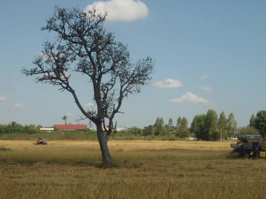 ขายรถ พร้อมเกี่ยว