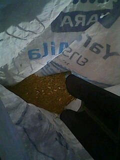 รถนวดข้าวเดินตาม KUBOTA RH650 รถนวดข้าวเดินตาม KUBOTA RH650