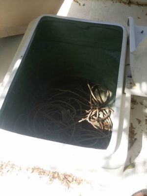 ขายเรือตกปลายามาฮ่า 15 ฟุตเครื่อง 40 แรง(ยกเลิกการขาย)