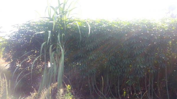 ขายพันธ์มันเกร็ดมังกรแท้ไร่ละ7000มีอยู่20ไร่จองก่อนได้คับ