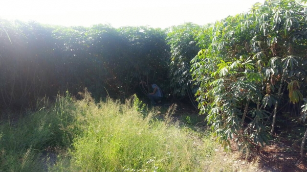 ขายพันธ์มันเกร็ดมังกรแท้ไร่ละ7000มีอยู่20ไร่จองก่อนได้คับ