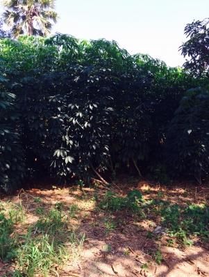 ขายพันธ์มันเกร็ดมังกรแท้ไร่ละ7000มีอยู่20ไร่จองก่อนได้คับ