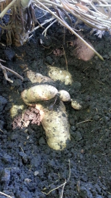 ขายพันธ์มันเกร็ดมังกรแท้ไร่ละ7000มีอยู่20ไร่จองก่อนได้คับ