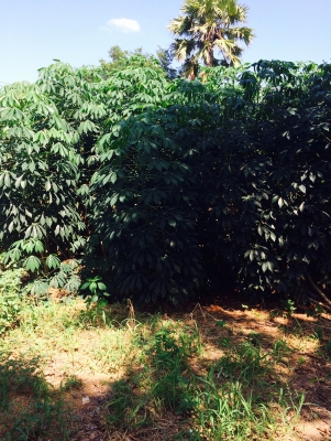 ขายพันธ์มันเกษตรยัก(แขกดำ)ขายไร่ละ5000บาทมีอยู่20ไร่