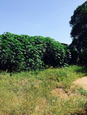 ขายพันธ์มันเกษตรยัก(แขกดำ)ขายไร่ละ5000บาทมีอยู่20ไร่