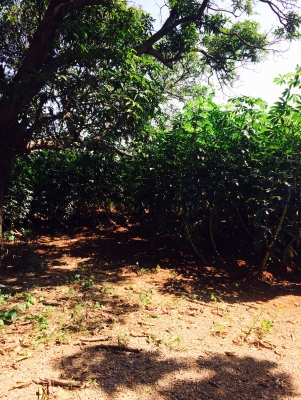 ขายพันธ์มันเกษตรยัก(แขกดำ)ขายไร่ละ5000บาทมีอยู่20ไร่