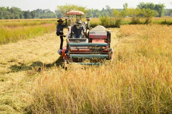 ขายรถเกี่ยวข้าว คูโบต้า 60DC Plus ลดราคาแล้วครับเหลือ 300,000