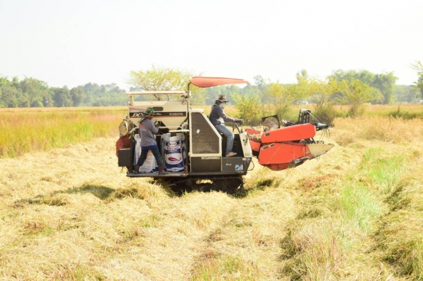 ขายรถเกี่ยวข้าว คูโบต้า 60DC Plus ลดราคาแล้วครับเหลือ 300,000