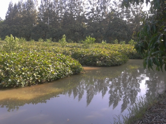 ที่ดินสมุทรสงคราม8ไร่ ติดถนน3ด้าน ติดคลอง1ด้านสวยๆ