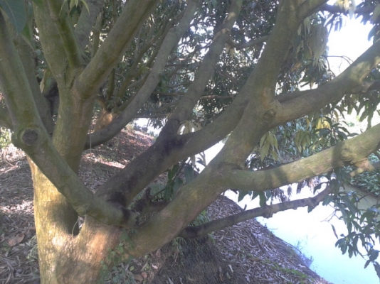 ที่ดินสมุทรสงคราม8ไร่ ติดถนน3ด้าน ติดคลอง1ด้านสวยๆ