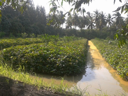 ที่ดินสมุทรสงคราม8ไร่ ติดถนน3ด้าน ติดคลอง1ด้านสวยๆ