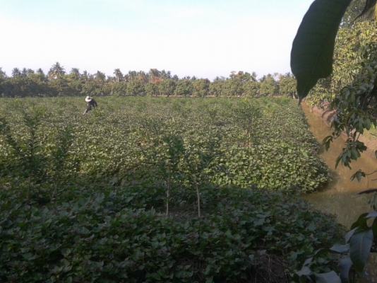 ที่ดินสมุทรสงคราม8ไร่ ติดถนน3ด้าน ติดคลอง1ด้านสวยๆ