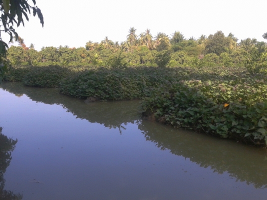 ที่ดินสมุทรสงคราม8ไร่ ติดถนน3ด้าน ติดคลอง1ด้านสวยๆ