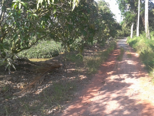 ที่ดินสมุทรสงคราม8ไร่ ติดถนน3ด้าน ติดคลอง1ด้านสวยๆ