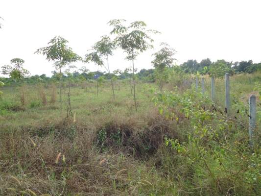 ขายดว่น ๆๆ ขายดว่น ๆๆ