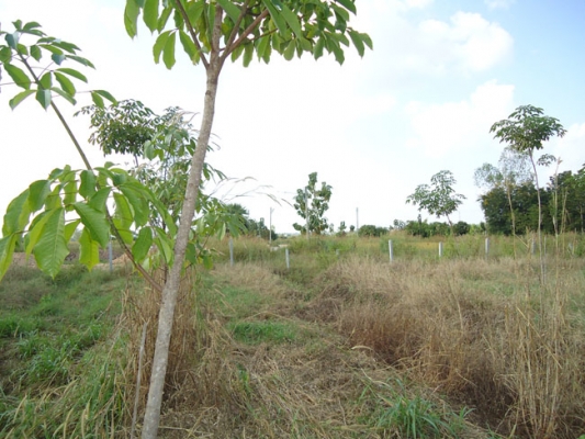 ขายดว่น ๆๆ ขายดว่น ๆๆ