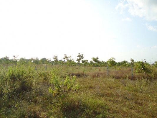 ขายดว่น ๆๆ