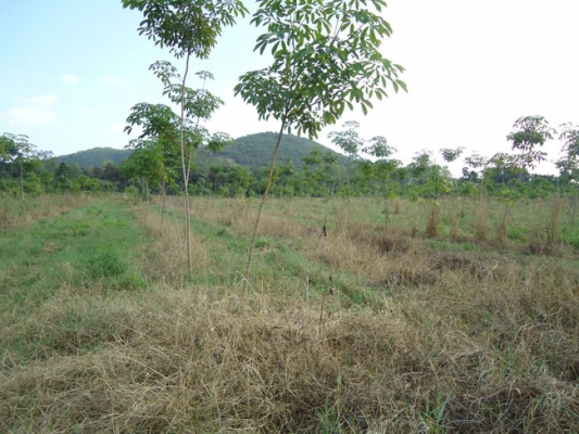 ขายดว่น ๆๆ ขายดว่น ๆๆ