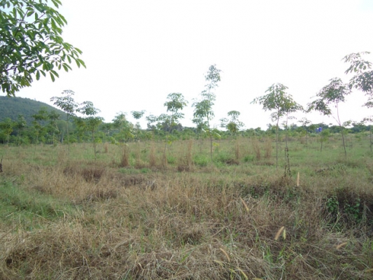 ขายดว่น ๆๆ ขายดว่น ๆๆ