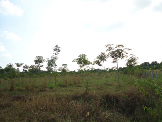 ขายดว่น ๆๆ ขายดว่น ๆๆ