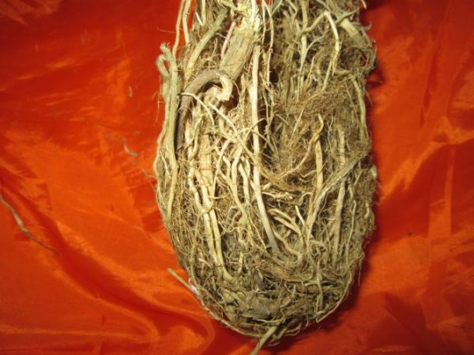 รับซื้อรากบวบงู บวบเหลี่ยม ตากแห้ง