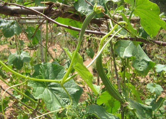 รับซื้อรากบวบงู บวบเหลี่ยม ตากแห้ง