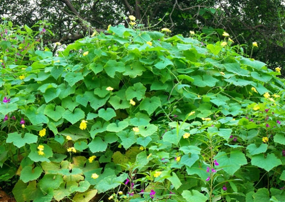 รับซื้อรากบวบงู บวบเหลี่ยม ตากแห้ง