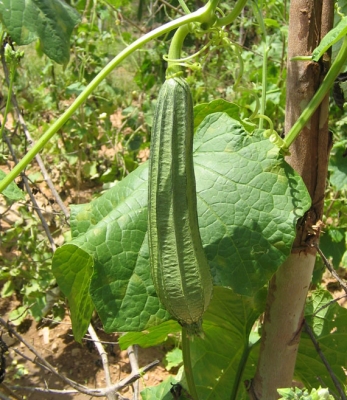 รับซื้อรากบวบงู บวบเหลี่ยม ตากแห้ง