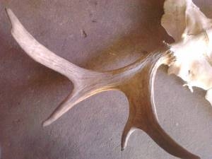 เขากวางนอก