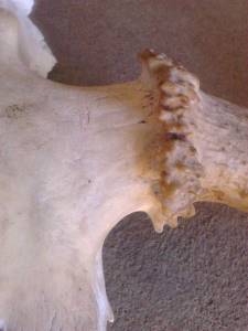 เขากวางนอก