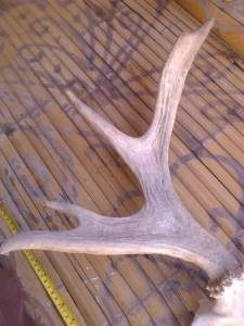 เขากวางนอก