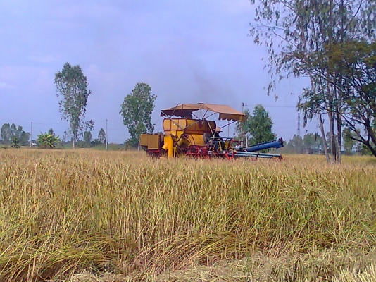 ขายด่วน!..รถเกี่ยวข้าวเกษตรพัฒนา เกี่ยวข้าวได้ไว ได้ข้าวเมล็ดสวย