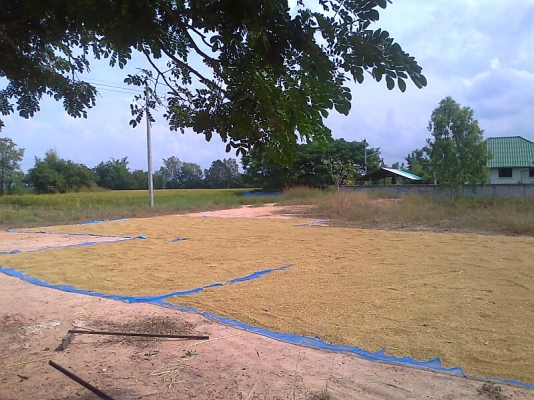 ขายด่วน!..รถเกี่ยวข้าวเกษตรพัฒนา เกี่ยวข้าวได้ไว ได้ข้าวเมล็ดสวย