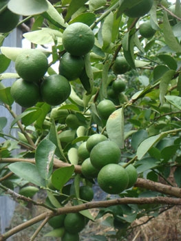 ขายพันธุ์มะนาวแป้นพวง, แป้นพิจิตรบนต้นตอมะขวิด, ต้นมะขวิดสำหรับเสียบยอด สวนอยู่ กทม. ครับ