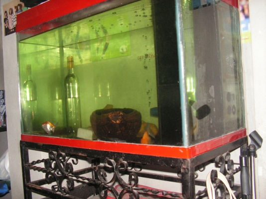 ตู้ปลา30นิ้ว(600บาทได้ ตู้/ฝา/ขาตู้/ น้ำ)(น้องที่อยู่เเปดริ้วรับไปดูเเลต่อเเล้วครับ)