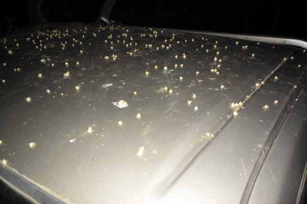 ขาย กระบะตอนเดียว BIG-M TD2.5 ฝาขาว ปี31/88 เครื่อง 2.5 TD แน่นๆ ไม่เยิ้ม ไม่หลวม ช่างล่างปึ๊ก ไม่ส่าย ไม่เลื้อย คัสซีสวย ไม่ผุ ไม่ดาม สีดี ภายในดี เบาะมีขาด คอนโซลสวยของครบๆ แอร์ พร้อม ไม่พาวเวอร์ หน้า-หลังเดิมๆ ***ขายแล้วครับ ขอบคุณTruck2hand