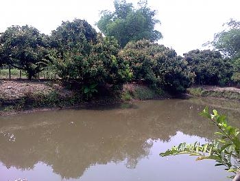 ขายสวนลำไย ใกล้โบราณสถานเวียงท่ากาน