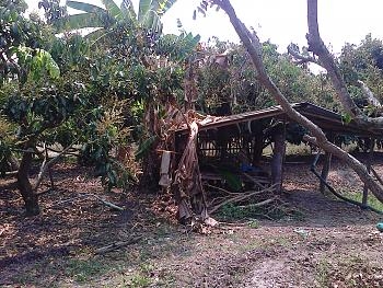 ขายสวนลำไย ใกล้โบราณสถานเวียงท่ากาน