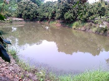 ขายสวนลำไย ใกล้โบราณสถานเวียงท่ากาน