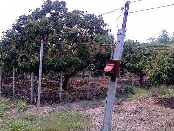 ขายสวนลำไย ใกล้โบราณสถานเวียงท่ากาน