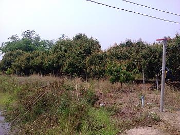 ขายสวนลำไย ใกล้โบราณสถานเวียงท่ากาน