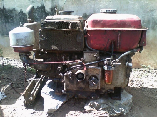 et95  หางทะเลทอง