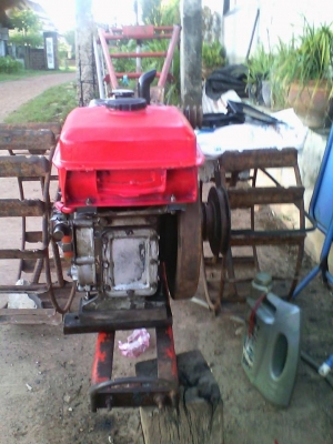 et95  หางทะเลทอง