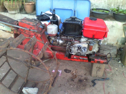 et95  หางทะเลทอง