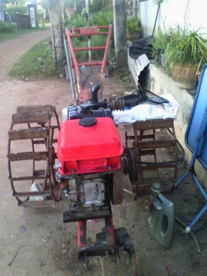 et95  หางทะเลทอง