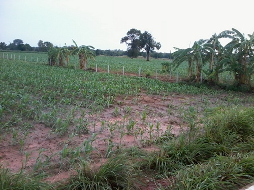 ขายที่ดิน 9-1- 49  ไร่ ติดถนนคอนกรีต มีวิวธรรมชาติสวย ราคา 260,000 บาทต่อไร่