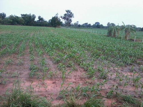 ขายที่ดิน 9-1- 49  ไร่ ติดถนนคอนกรีต มีวิวธรรมชาติสวย ราคา 260,000 บาทต่อไร่