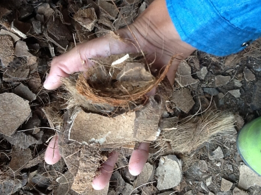 ขายกะลามะพร้าวสำหรับเชื้อเพลิงboiler(บอยเลอร์)