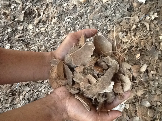 ขายกะลามะพร้าวสำหรับเชื้อเพลิงboiler(บอยเลอร์)